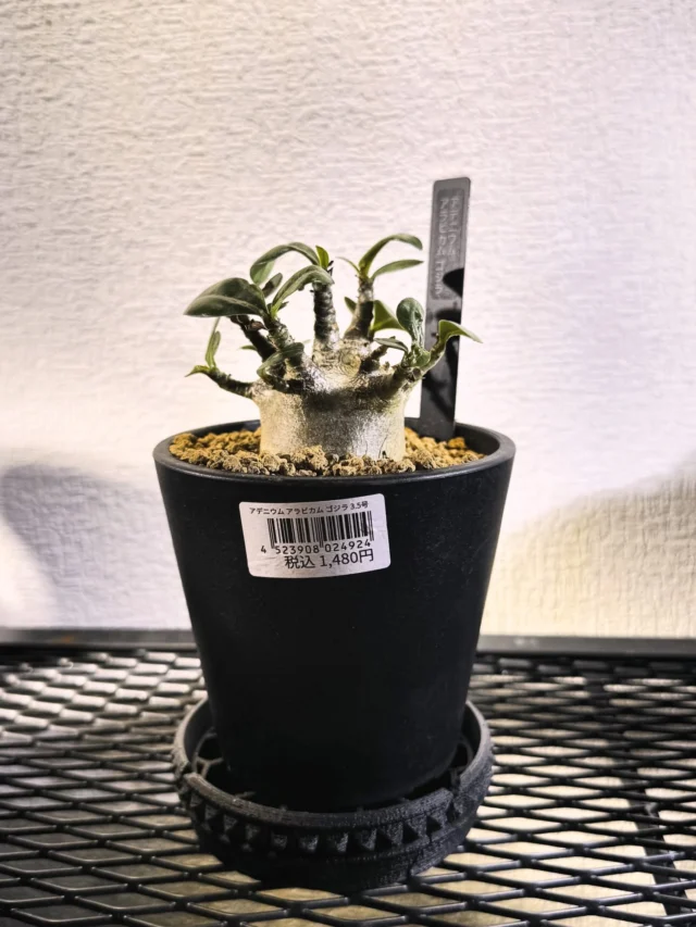 3Dプリンターで作った「UKEZARA」で植物育成の悩み解消！機能と