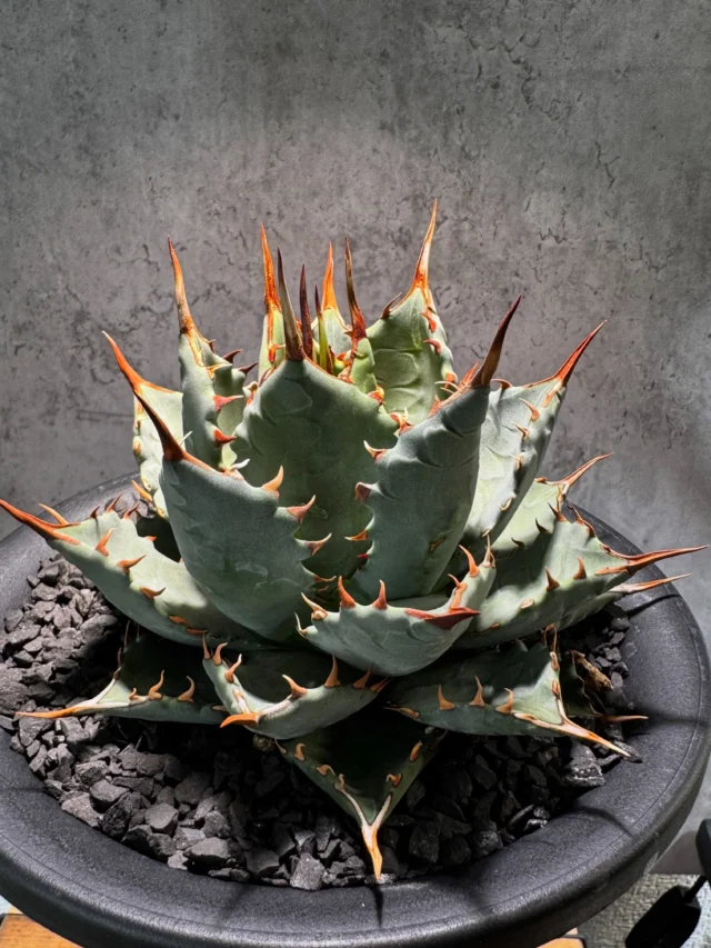 3Dプリンターで作った「UKEZARA」で植物育成の悩み解消！機能と