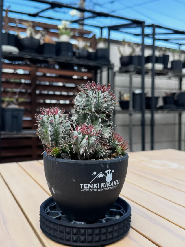 3Dプリンターで作った「UKEZARA」で植物育成の悩み解消！機能と