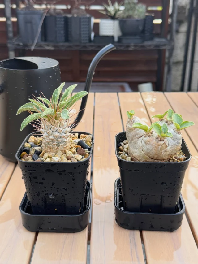室内育成・アガベ・塊根植物初心者におすすめ！】オシャレで機能的な新